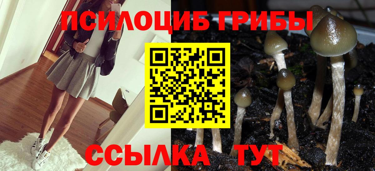 Псилоцибиновые грибы Psilocybine cubensis Муром