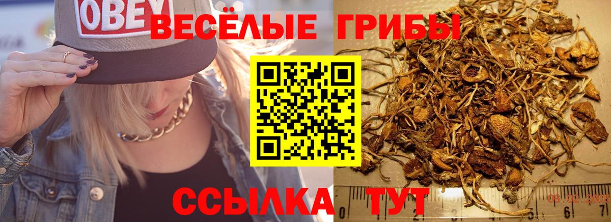 Муром  Псилоцибиновые грибы Psilocybine cubensis  Вход с VPN 